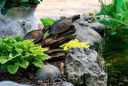 Aquascape Double Turtle On A Log Spitter